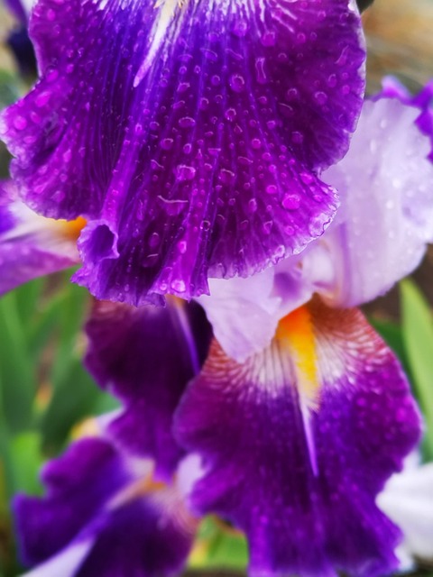 Free Drops Dew photo and picture