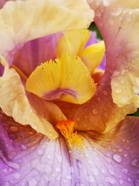 Free Iris Dew photo and picture