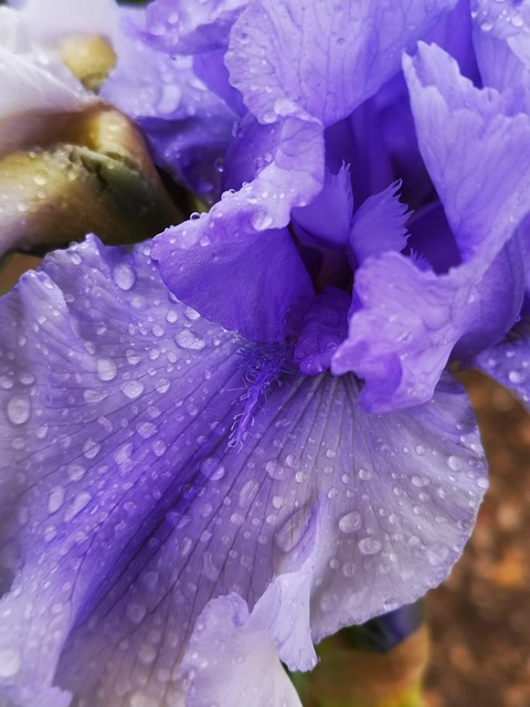 Free Petals Blue photo and picture