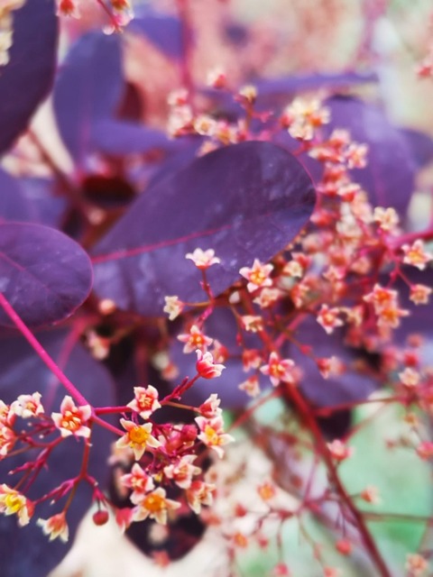 Free Purple Leaves photo and picture