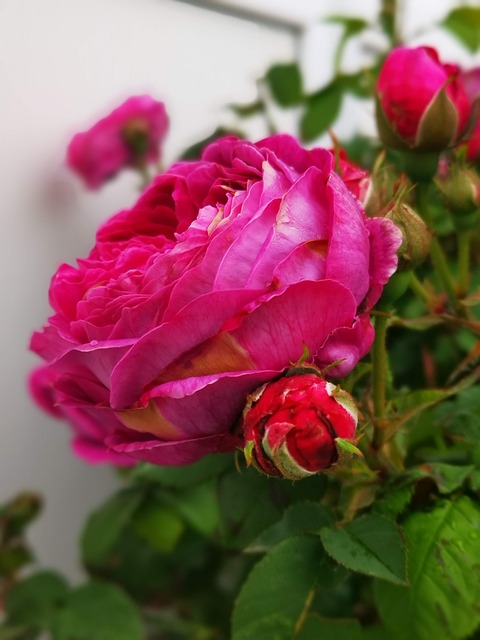 Free Rose Flower photo and picture