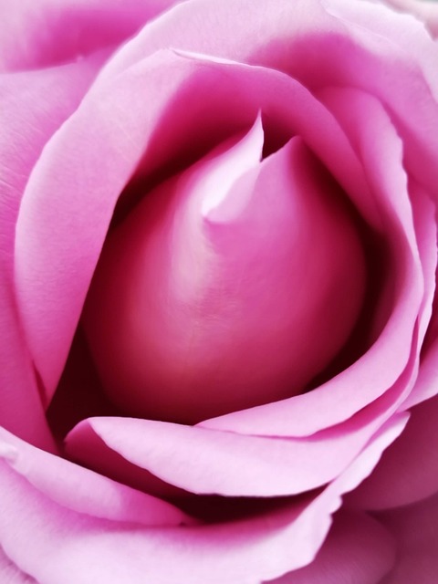 Free Rose Background photo and picture