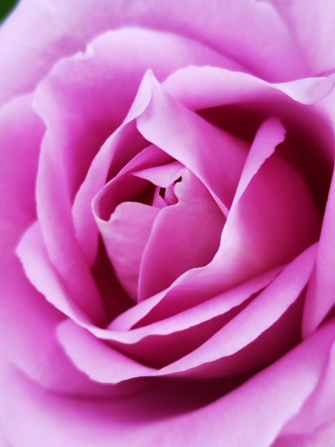 Free Texture Rose photo and picture
