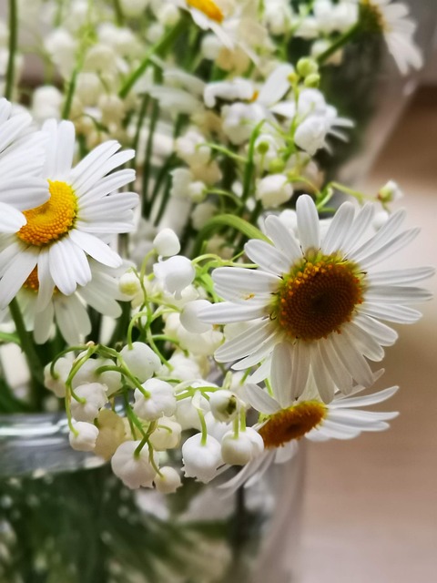 Free Chamomile Phone Wallpaper photo and picture