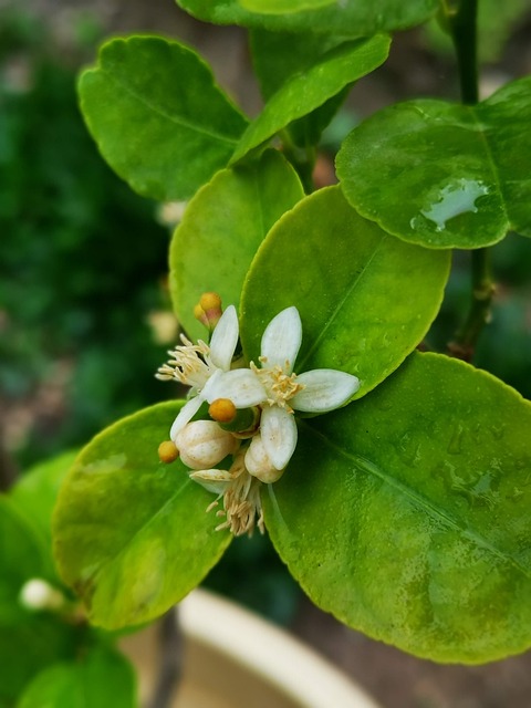 Free Lemon Flower photo and picture