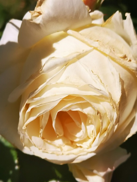 Free Rose Bud photo and picture