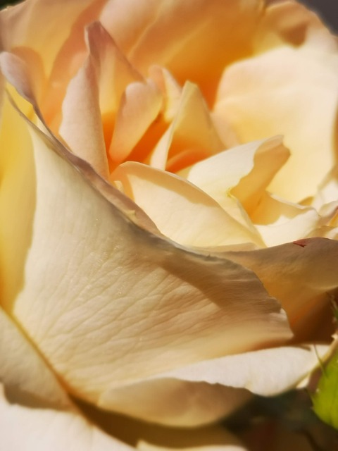Free Rose Bud photo and picture