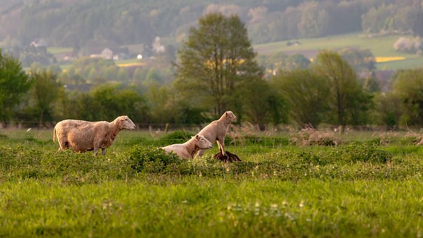 Oaie, Luncă, Rural, Câmp, Sat, Copaci