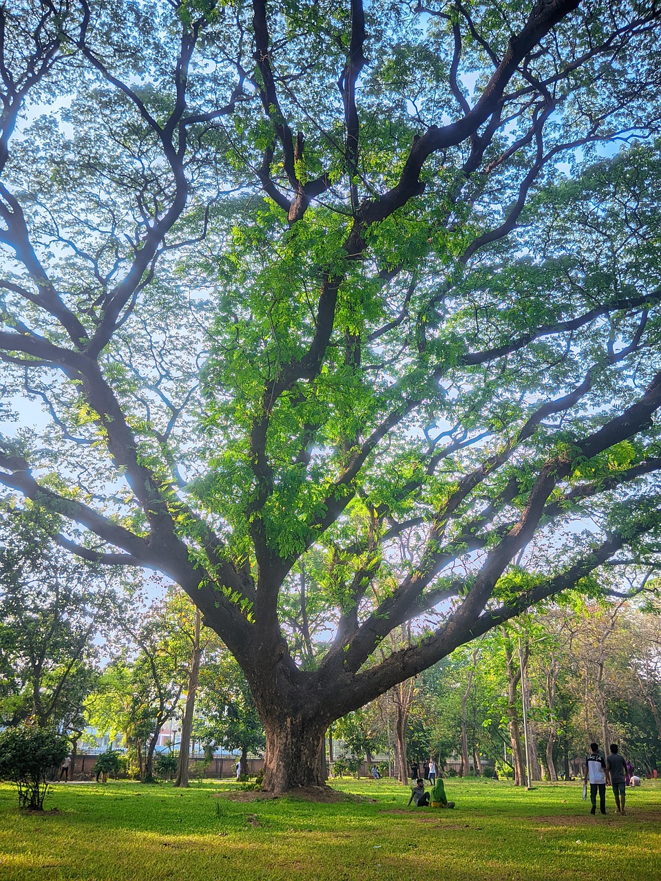 Nearly Natural Plants Albero Di Natale Abete Artificiale Carezza