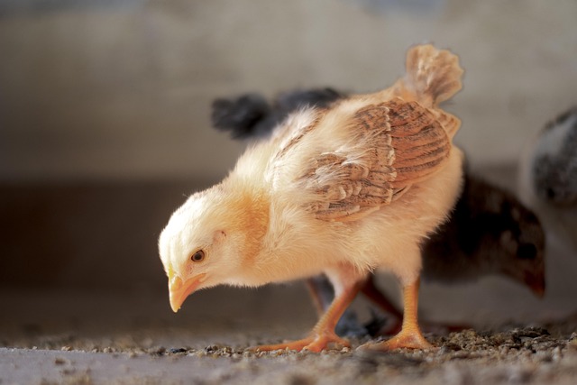 Bird Baby Chicken Chick - Free photo on Pixabay - Pixabay