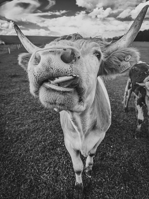 Free Cow Meadow photo and picture