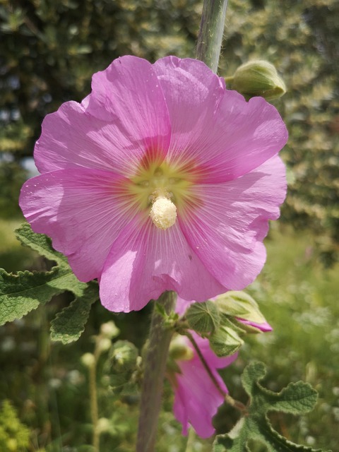 Free Flowers Garden photo and picture