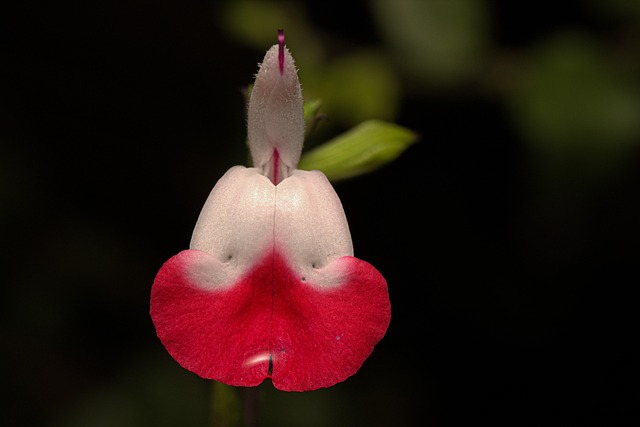 Free Flower Petals photo and picture