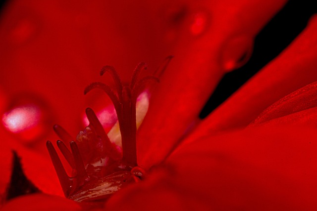 Free Flower Plant photo and picture