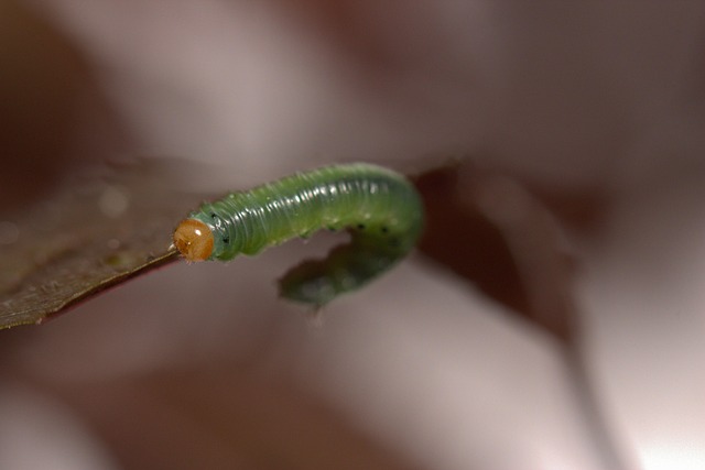 Free Macro Macrophotography photo and picture