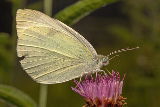 Free Butterfly Macrophotography photo and picture