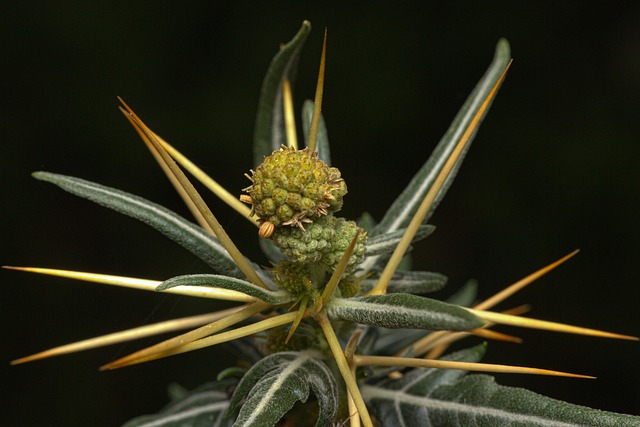 Free Macro Macrophotography photo and picture