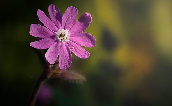 Free Flower Petals photo and picture