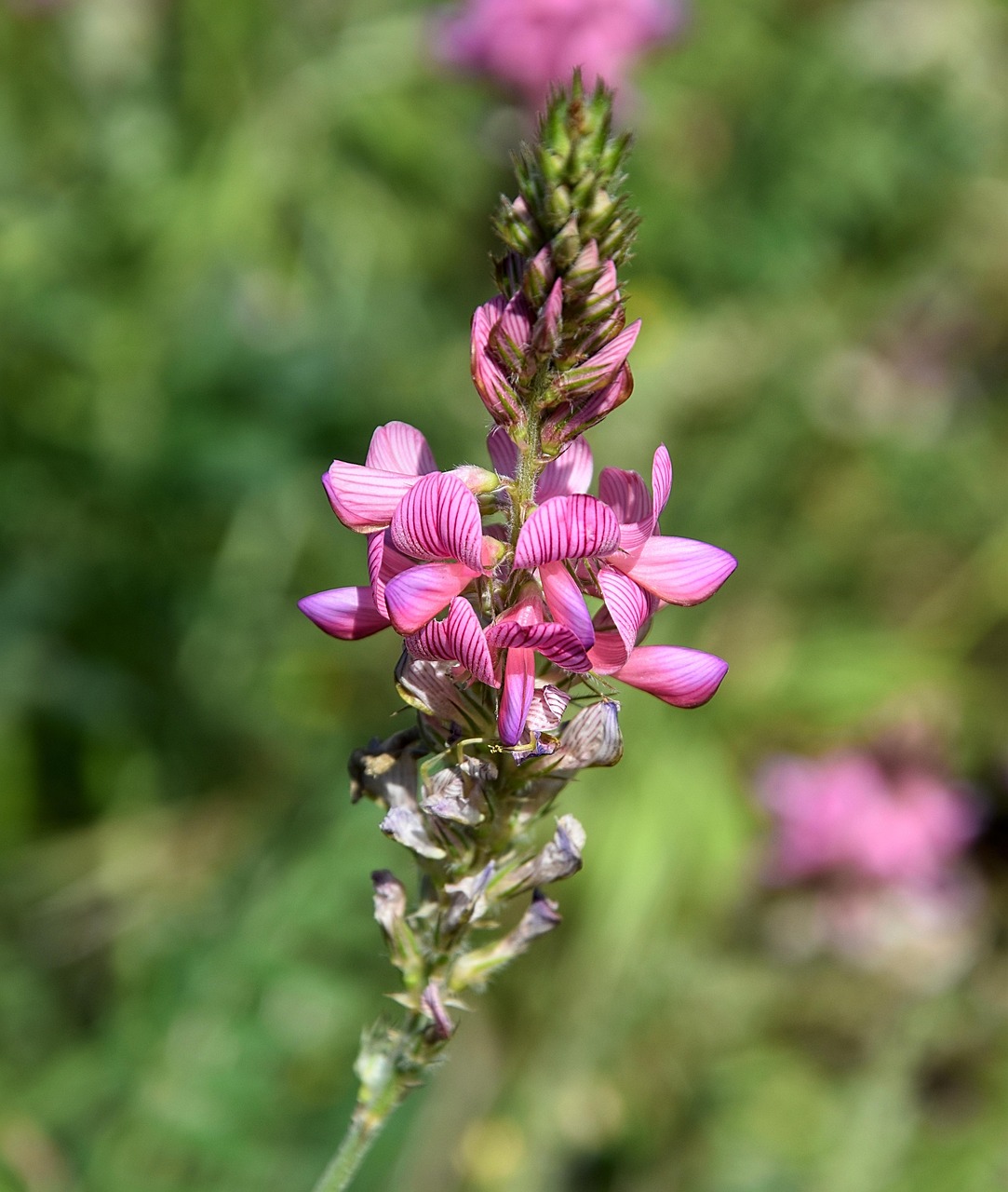 Flower Petals Sainfoin Free Photo On Pixabay Pixabay Flower petals sainfoin free photo on pixabay pixabay