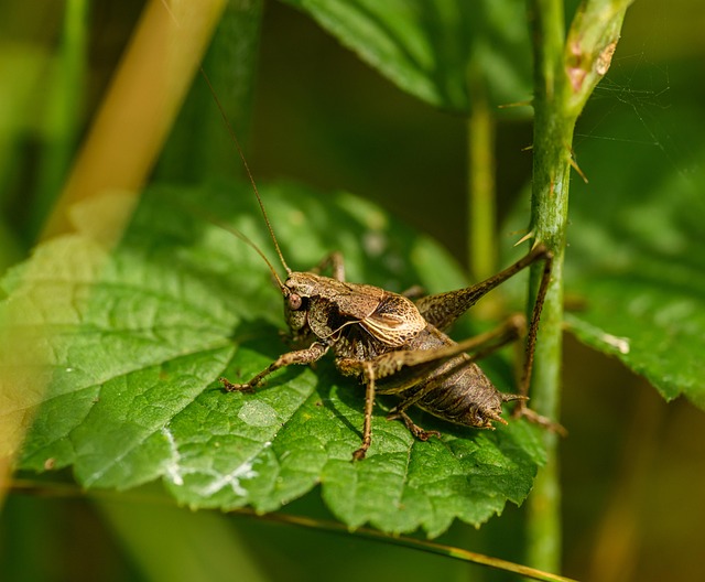Free Dark Bush-Cricket Cricket photo and picture