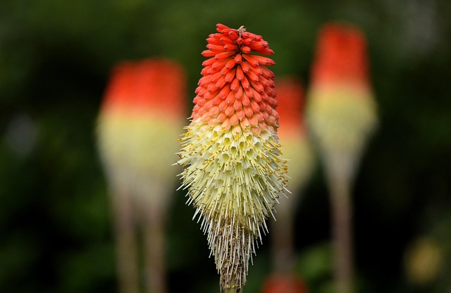 flower-torch-lilies-rocket-flowers-free-photo-on-pixabay