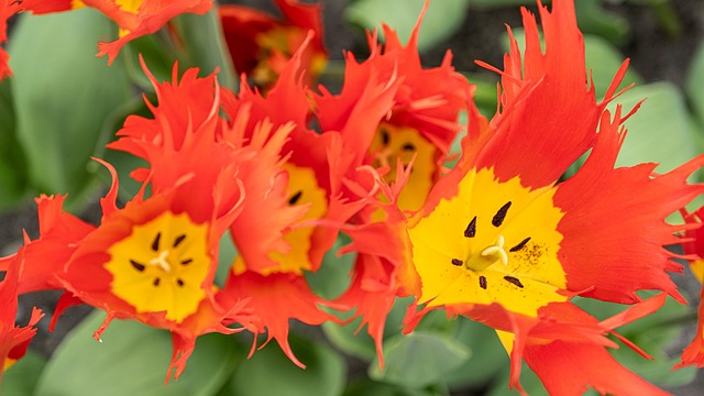 Free Flowers Tulips illustration and picture