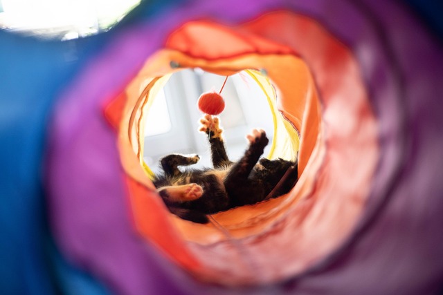 Free The Cat Is Dirty Tricolor Cat photo and picture