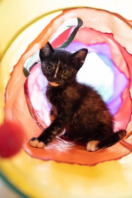 Free The Cat Is Dirty Tricolor Cat photo and picture