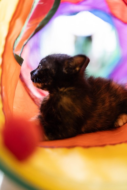 Free The Cat Is Dirty Tricolor Cat photo and picture