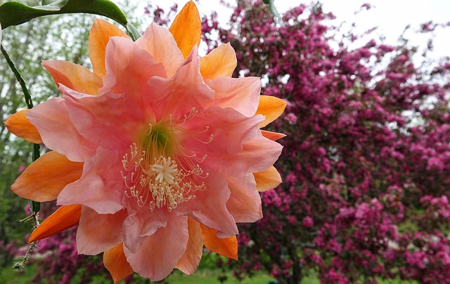 Free Orchid Cactus photo and picture