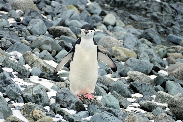 Free Bird Penguin photo and picture