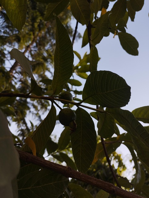 Fruta, Guayaba, Comida, Saludable, Nuevo