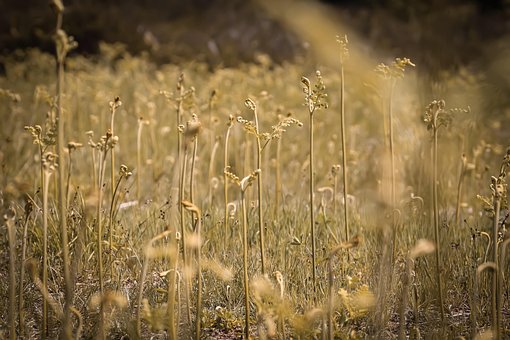 Free Garden Nature photo and picture