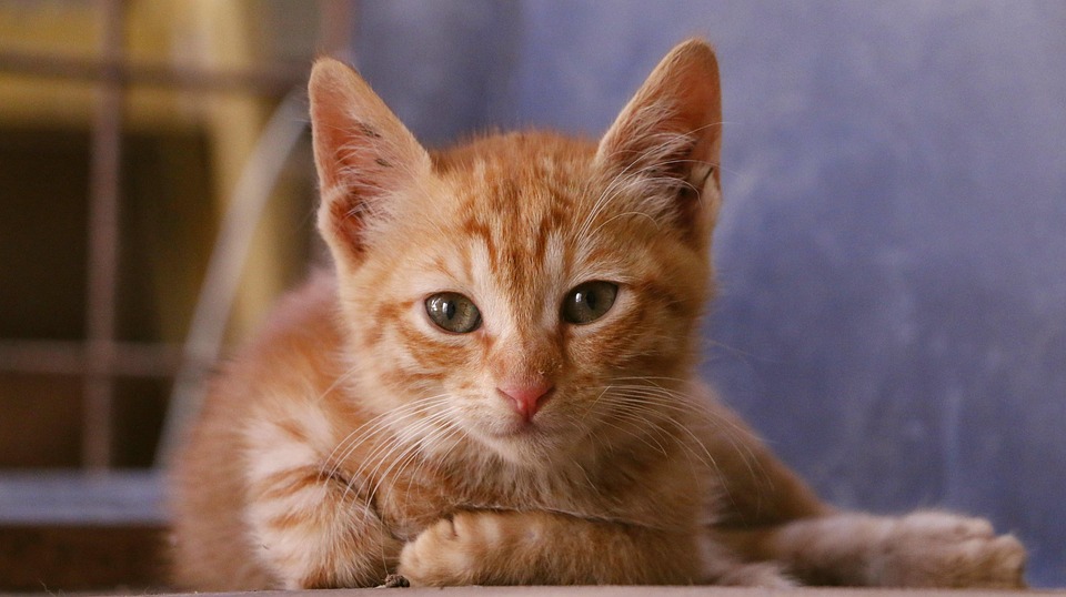 猫 小猫 基蒂 - Pixabay上的免费照片 - Pixabay