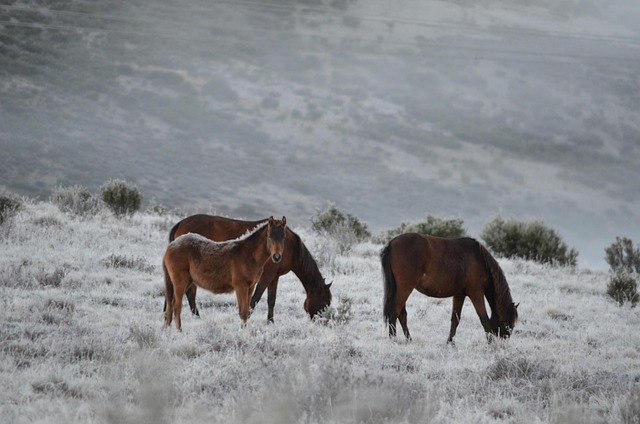 Free Brumbies Wildhorse photo and picture
