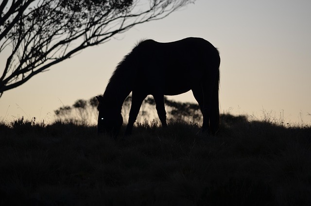 Free Kiandra Grey'S Brumbies photo and picture