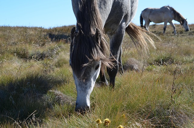 Free Kiandra Grey'S Brumbies photo and picture