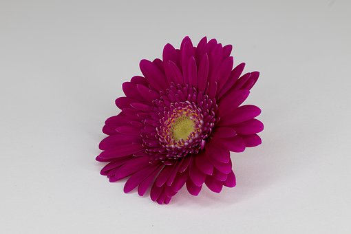 Free Purple Flower photo and picture