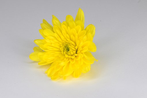 Free Yellow Flower photo and picture
