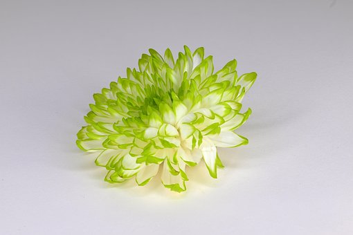 Free White Green photo and picture
