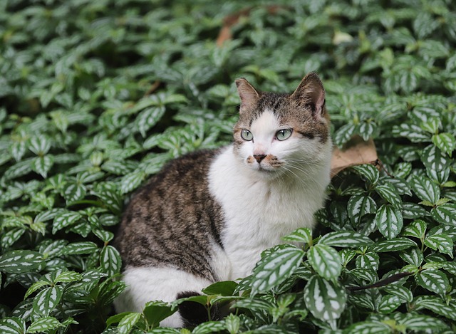 Animaux Domestiques Animal Cat - Photo gratuite sur Pixabay - Pixabay