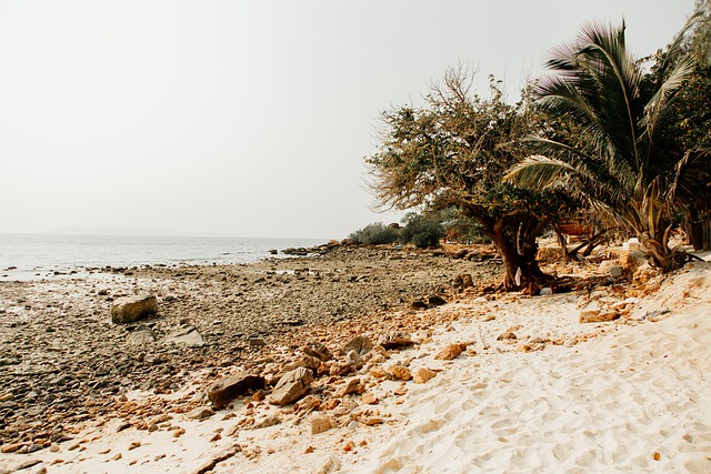 Free Tree Nature photo and picture