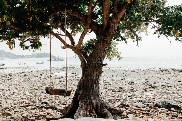 Free Tree Nature photo and picture
