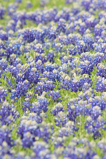 Flores, Naturaleza, Bloom, Florecer