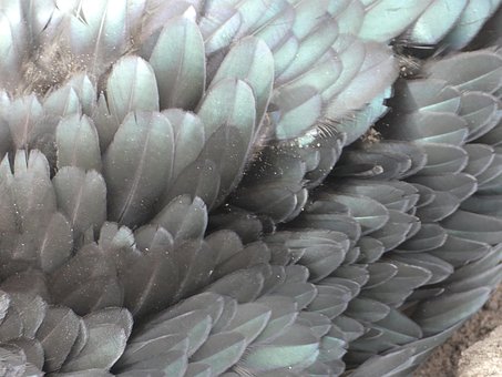 Free Feathers Bird photo and picture
