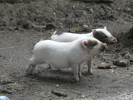 Free Piglet Animal photo and picture