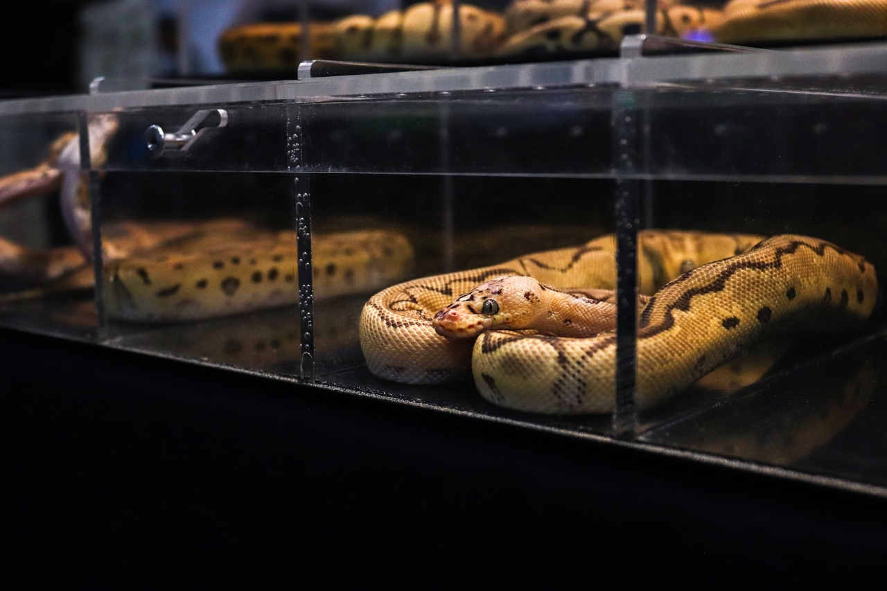 Snake Python Reptile - Free photo on Pixabay
