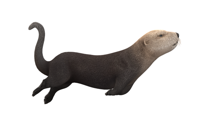 Nutria De Mar, Nutria, Naturaleza