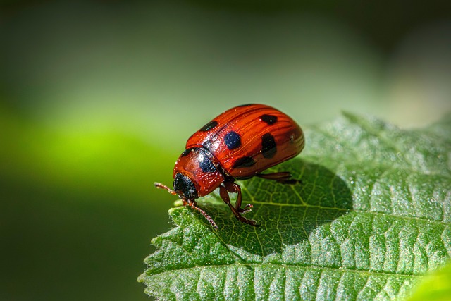 Free Ladybug Insect photo and picture