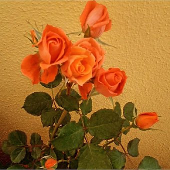 Free Nature Houseplants photo and picture